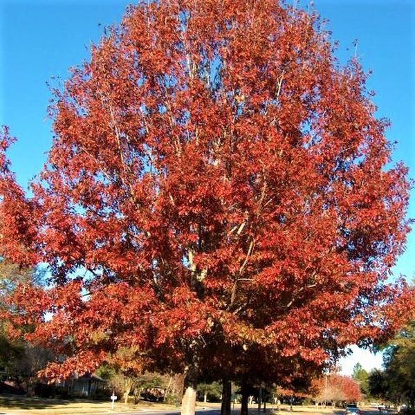 Northern Red Oak - Image 2