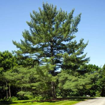 White Pine