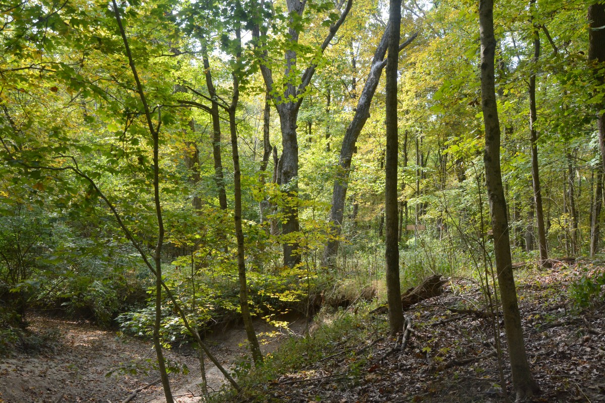 Coalition for Iowa’s Woodlands and Trees Trees Forever