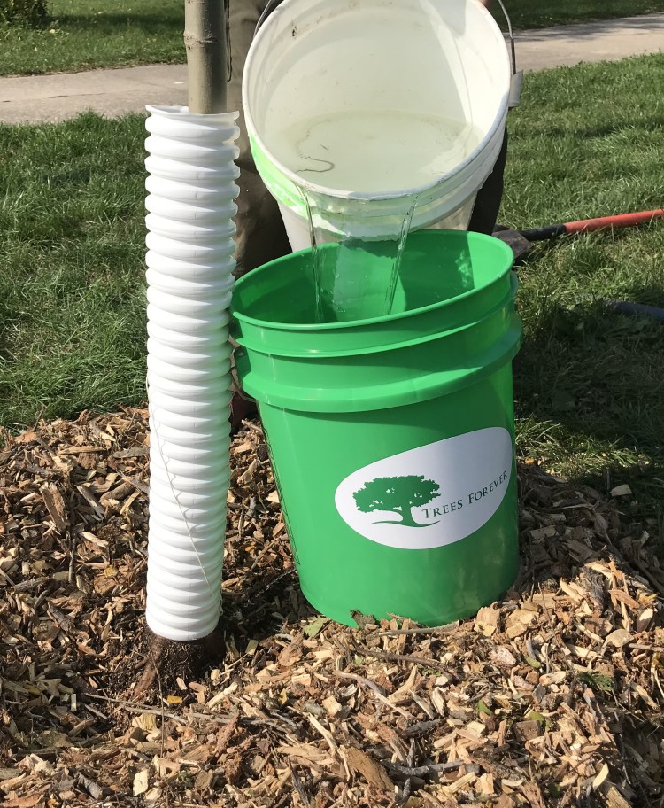 Continued Care for Tree Health – Trees Forever