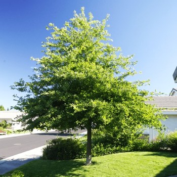 Blackgum