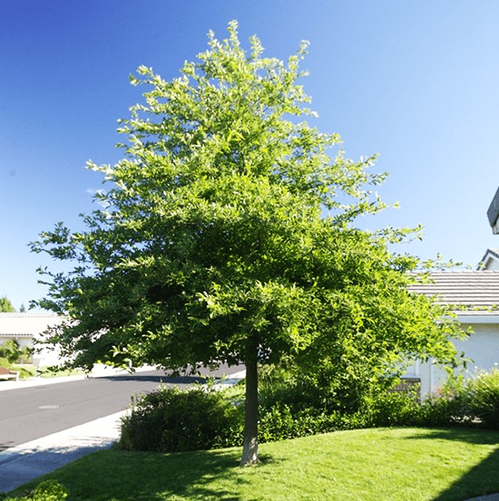 Blackgum
