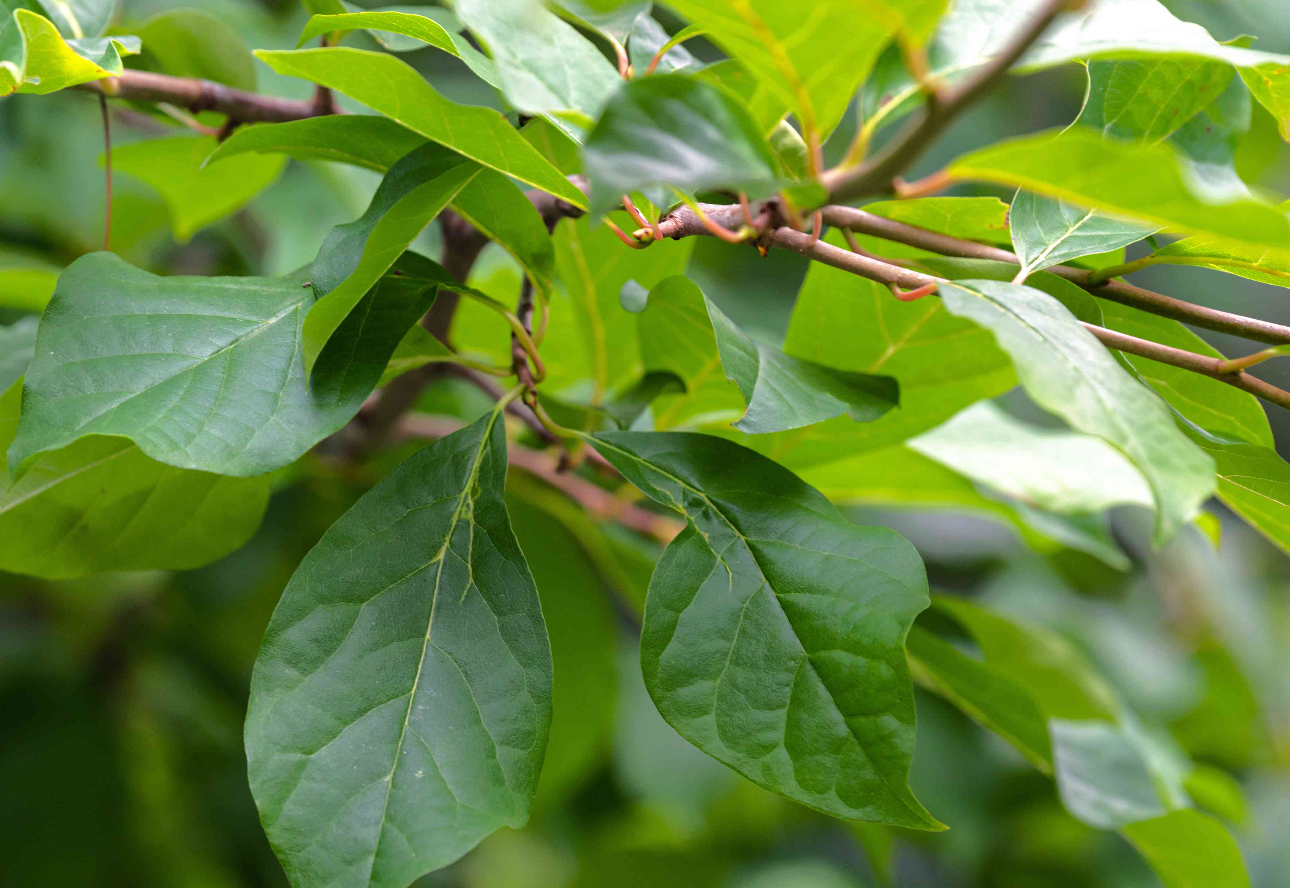 Blackgum - Image 3