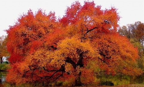 Blackgum - Image 2