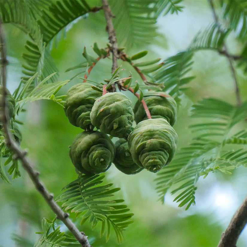 Dawn Redwood - Image 2