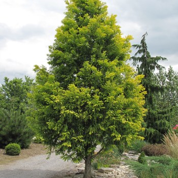 Dawn Redwood