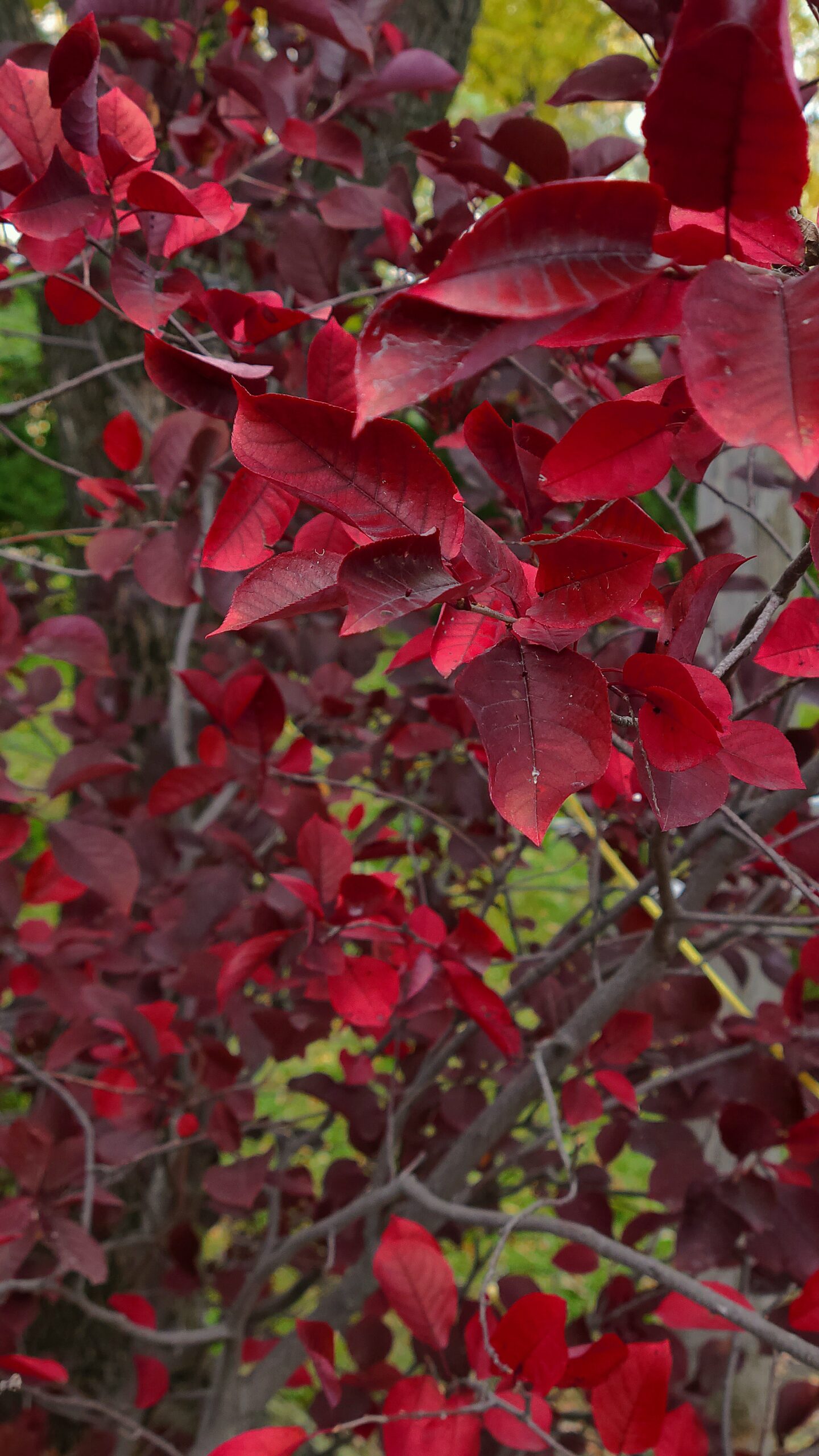 Chokecherry - Image 4