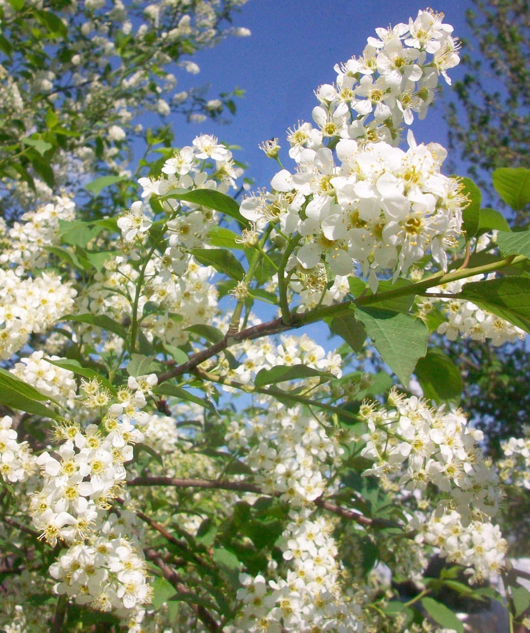 Chokecherry - Image 2
