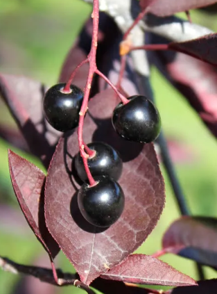 Chokecherry - Image 3