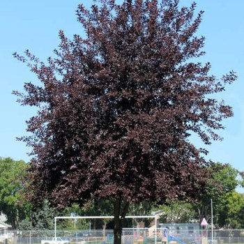 Chokecherry