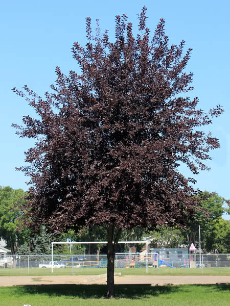 Chokecherry