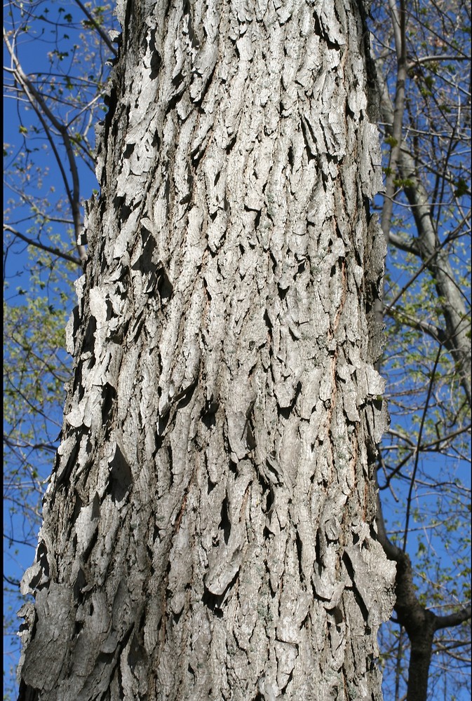 Kentucky Coffeetree - Image 4