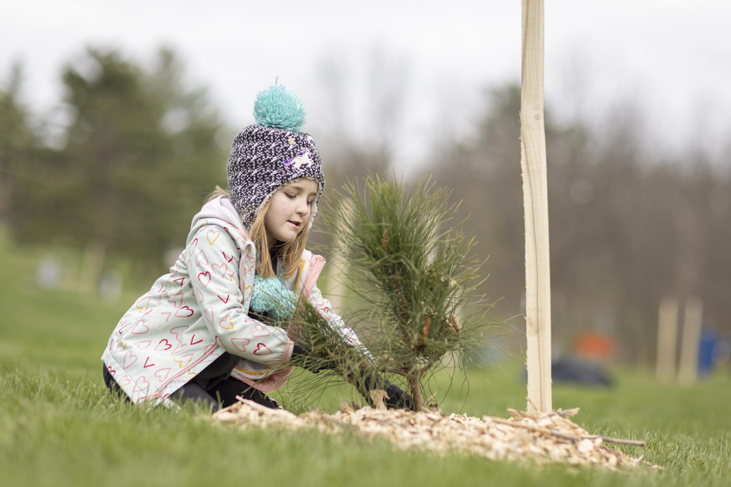 A young girl in a knit hat packing wood-chip mulch around a newly planted pine sapling.