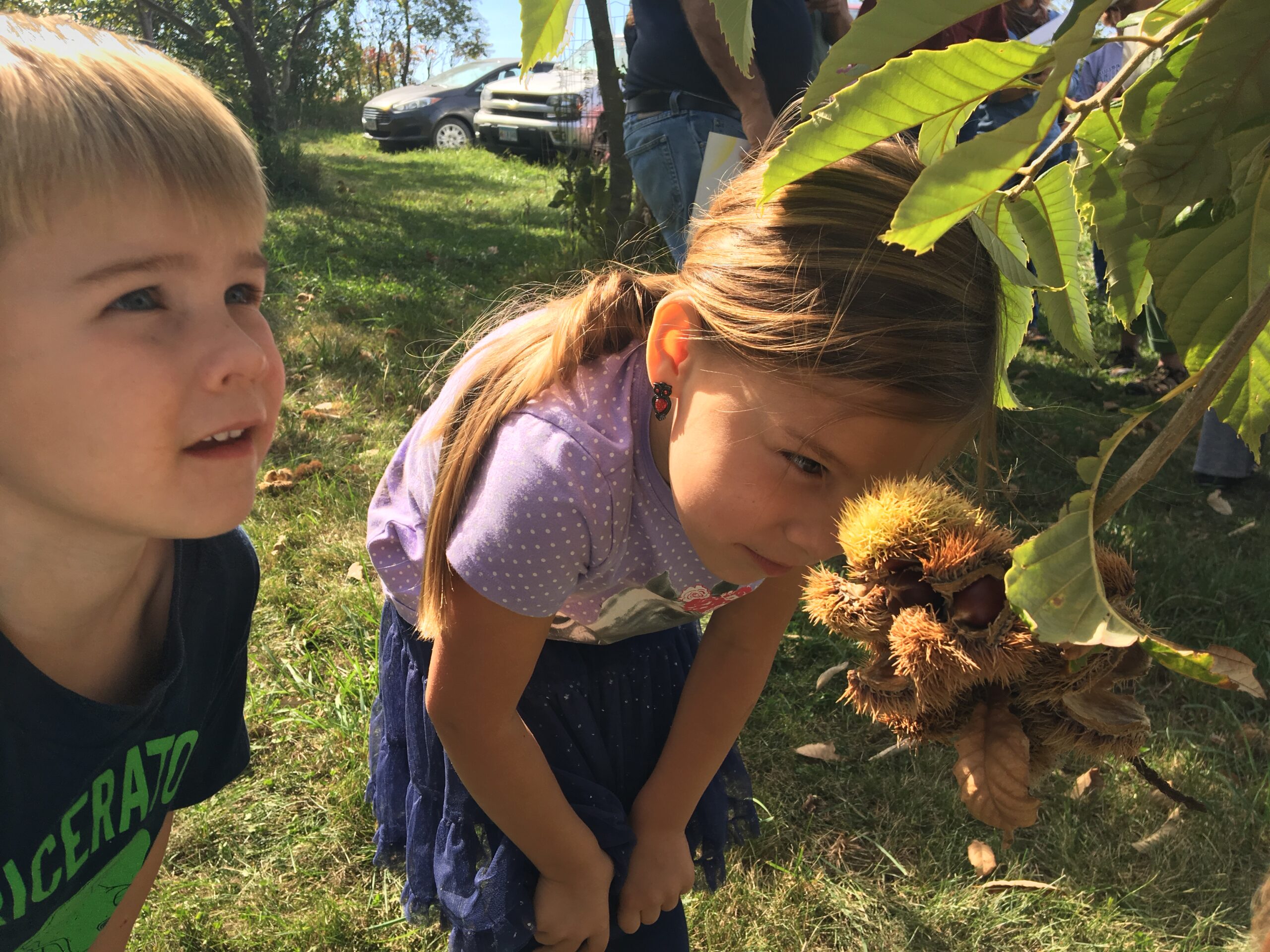 Two young children leaning in to examine a spiny chestnut burr hanging from a branch.