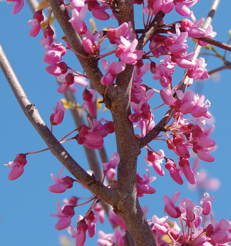 Eastern Redbud - Image 3