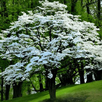 Dogwood