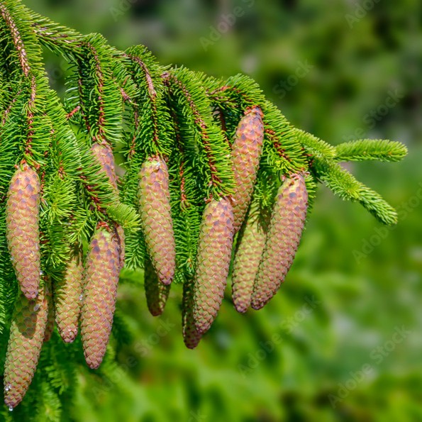 Norway Spruce - Image 2