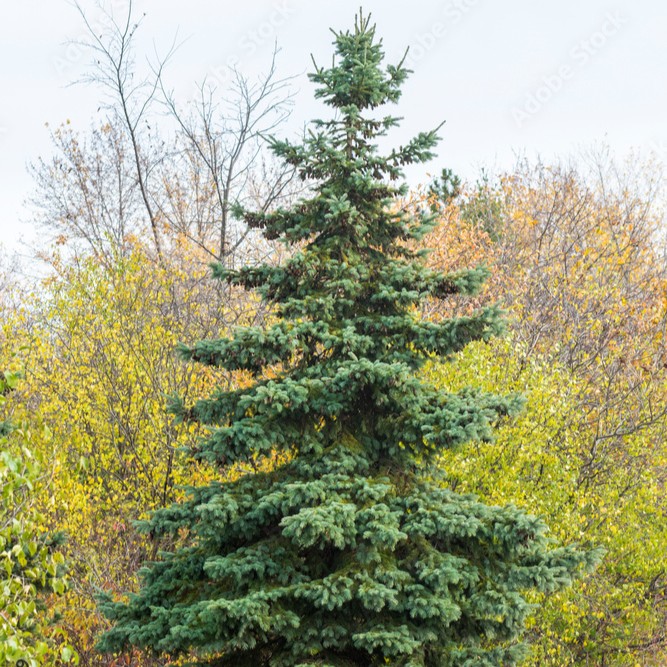 Norway Spruce
