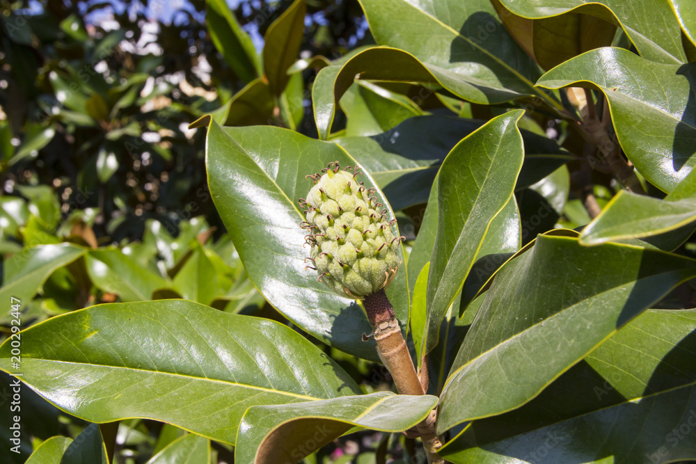Sweet Bay Magnolia - Image 2