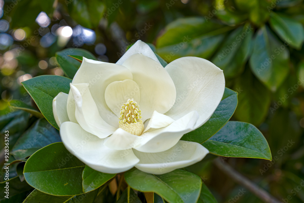Sweet Bay Magnolia - Image 3