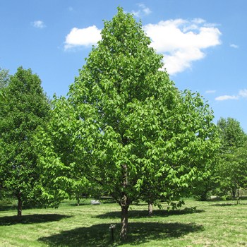 Cucumbertree Magnolia