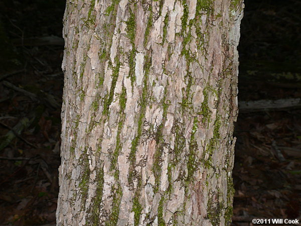 Cucumbertree Magnolia - Image 3