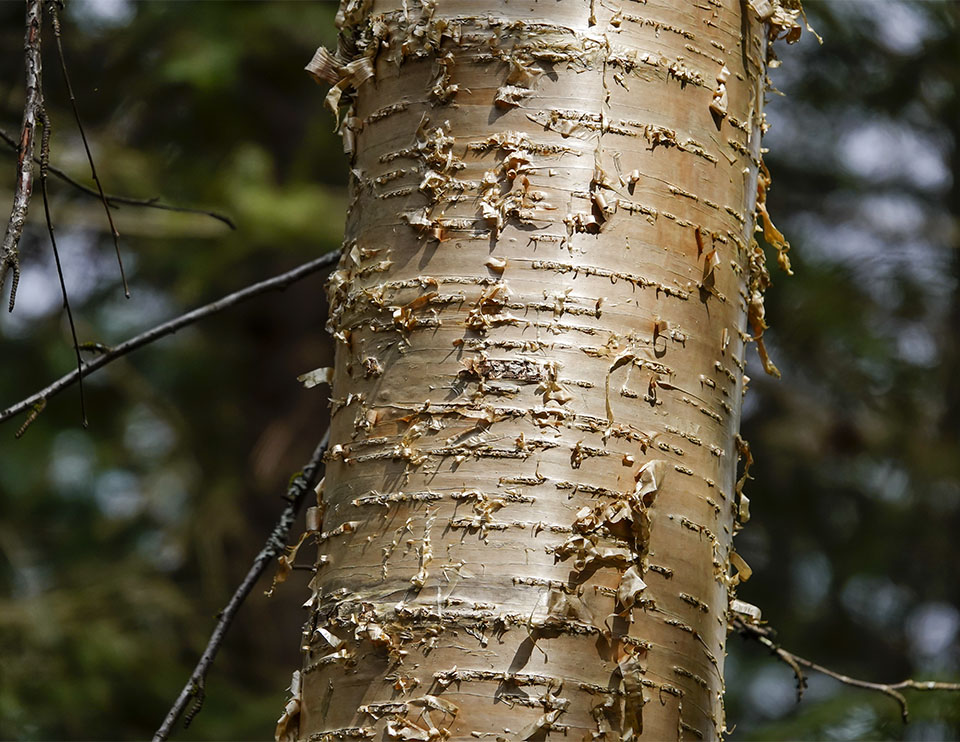 Yellow Birch - Image 3