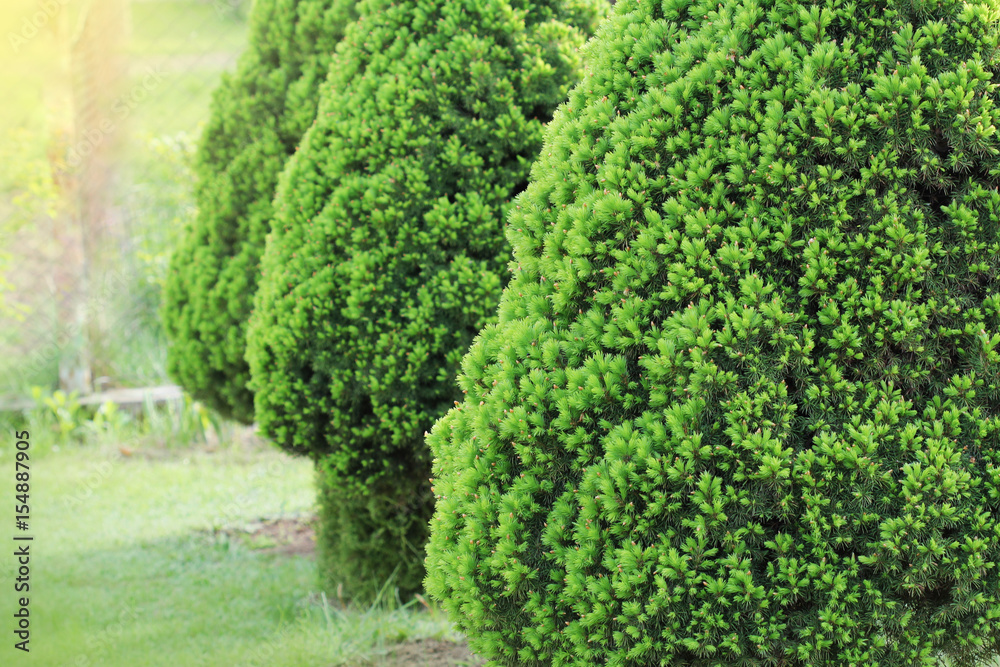 Black Hills Spruce