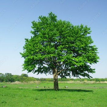 Katsura