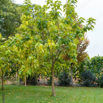 Northern Catalpa