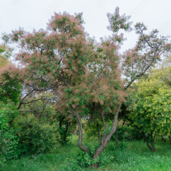 Smoke Tree