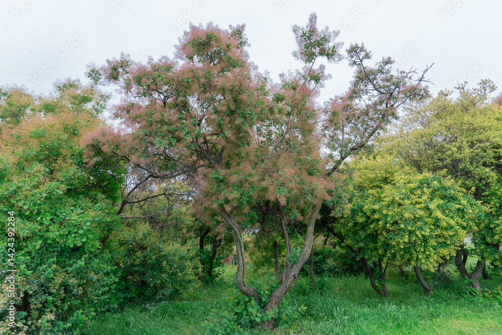 Smoke Tree