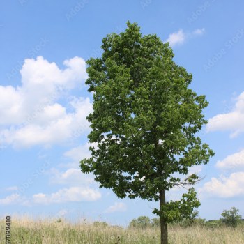 Sugar Hackberry