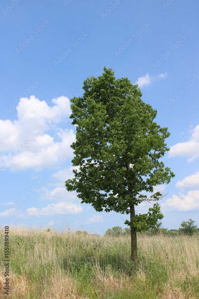 Sugar Hackberry