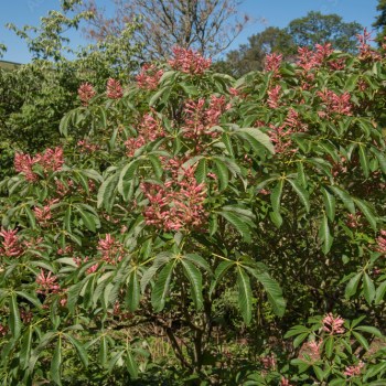 Red Buckeye